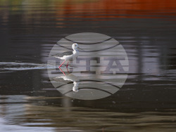 Поморие - Поморийско езеро - птици