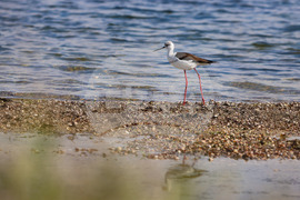 Поморие - Поморийско езеро - птици