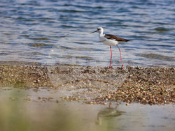 Поморие - Поморийско езеро - птици