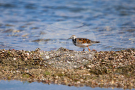 Поморие - Поморийско езеро - птици