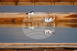 Поморие - Поморийско езеро - птици