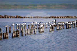 Поморие - Поморийско езеро - птици