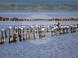 Поморие - Поморийско езеро - птици