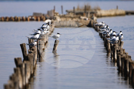 Поморие - Поморийско езеро - птици