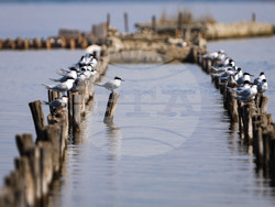 Поморие - Поморийско езеро - птици