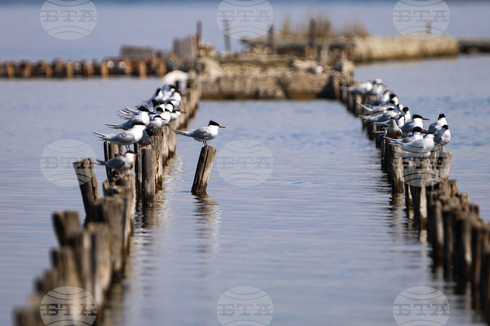 Поморие - Поморийско езеро - птици