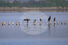 Поморие - Поморийско езеро - птици