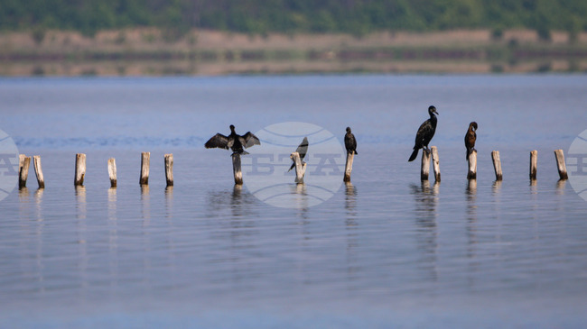 Bulgaria's Eastern Rhodopes Home to over 2,500 Birds of 20 Waterfowl Species, Midwinter Census Finds