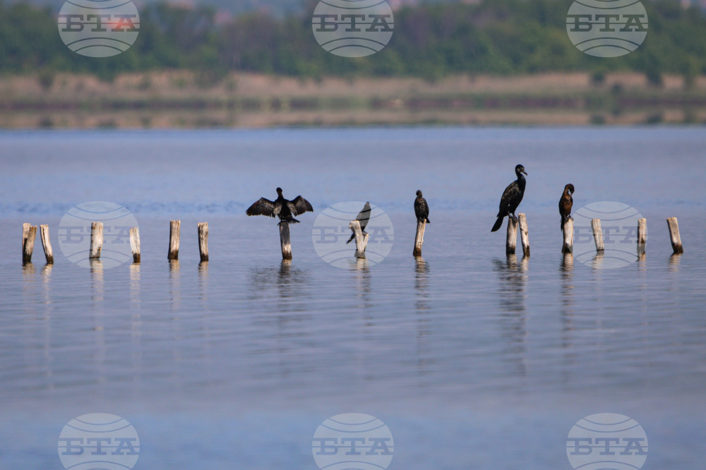 Bulgaria's Eastern Rhodopes Home to over 2,500 Birds of 20 Waterfowl Species, Population Down from 2025