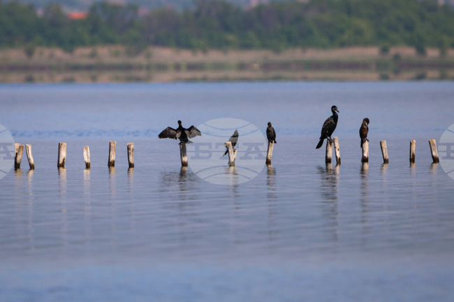 Bulgaria's Eastern Rhodopes Home to over 2,500 Birds of 20 Waterfowl Species, Population Down from 2025