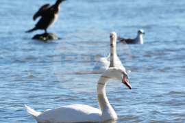 Варна – лебеди