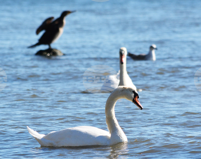 Варна – лебеди