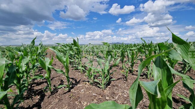 Прием на заявления по интервенцията „Инструменти за управление на риска“ с бюджет от над 11,7 млн. евро е отворен за земеделските стопани у нас