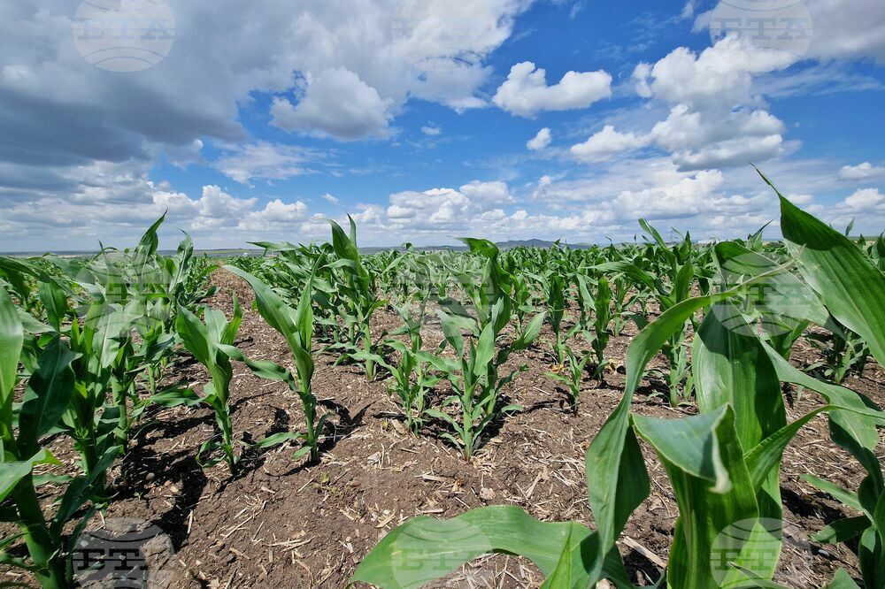 Приетите заявления по схемата за спешна финансова помощ за земеделски стопани, отглеждащи царевица, са 8900