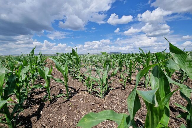 Приетите заявления по схемата за спешна финансова помощ за земеделски стопани, отглеждащи царевица, са 8900