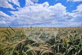 Българово - "Ден на полето" - фестивал за земеделие