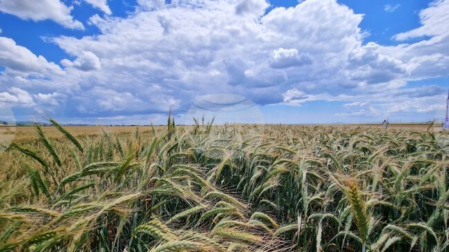 Правителството в оставка одобри проекта на закон, който цели да надгради правната рамка за приложението на Взаимоспомагателния фонд за земеделците