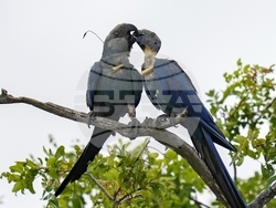 Climate Brazil Spixs Macaw