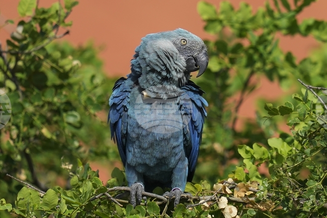 Редки сини папагали в Бразилия са застрашени от изчезване заради смъртоносен вирус