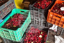 Дупница - Кирил Димитров - череши