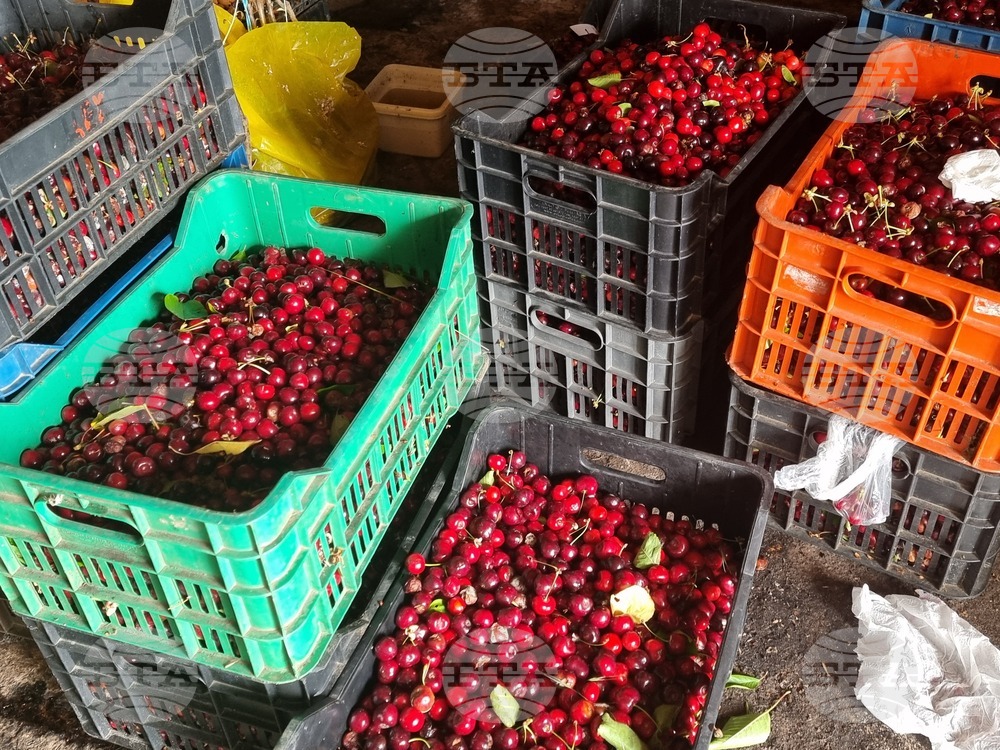 Дупница - Кирил Димитров - череши