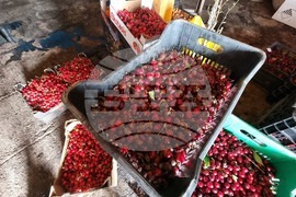 Дупница - Кирил Димитров - череши