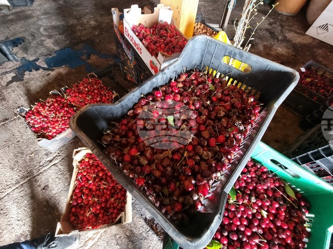 Цените на черешите в Сърбия и Северна Македония шокираха потребителите