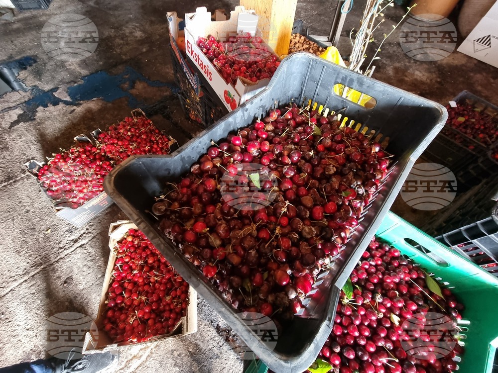 Дупница - Кирил Димитров - череши