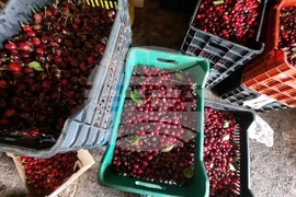 Дупница - Кирил Димитров - череши