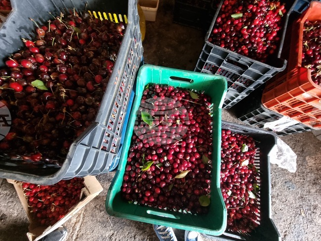 Дупница - Кирил Димитров - череши