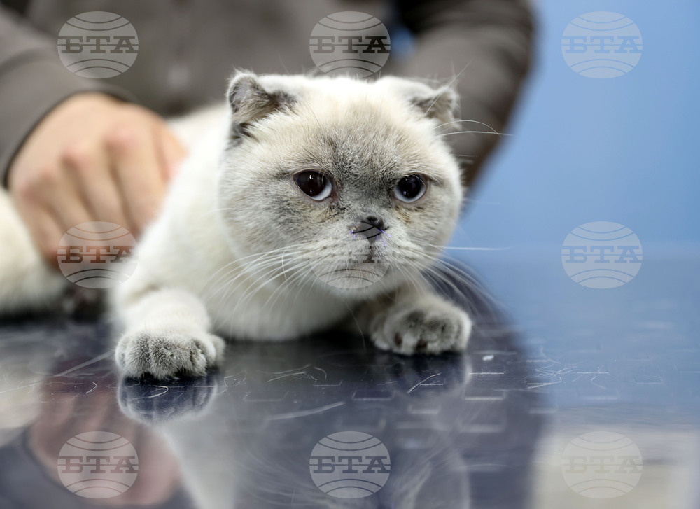 Пластична операция за корекция на носа на котка извършиха в Турция