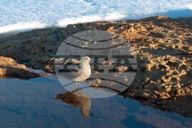 Румъния - Флорика Топърчяну - първата жена биолог, изследвала Антарктида