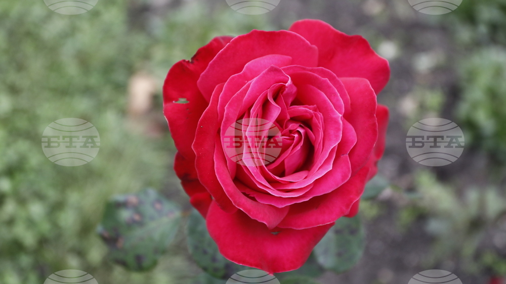 Донорство - рози