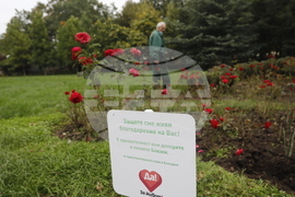 Донорство - рози