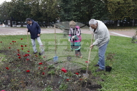 Донорство - рози