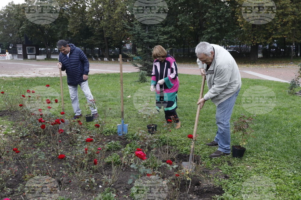 Донорство - рози