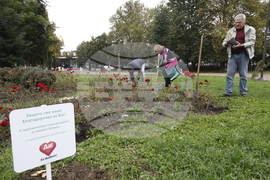 Донорство - рози