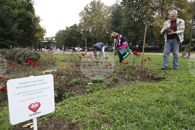 Донорство - рози