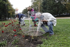 Донорство - рози