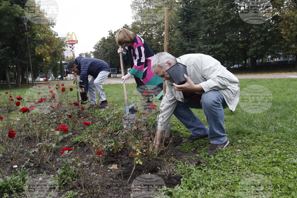 Донорство - рози