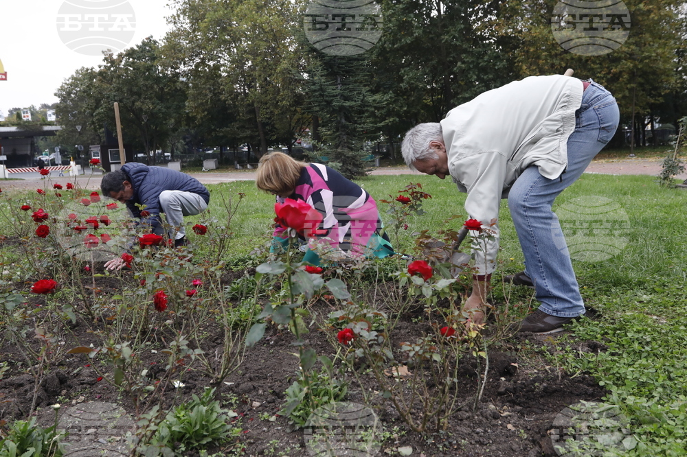 Донорство - рози