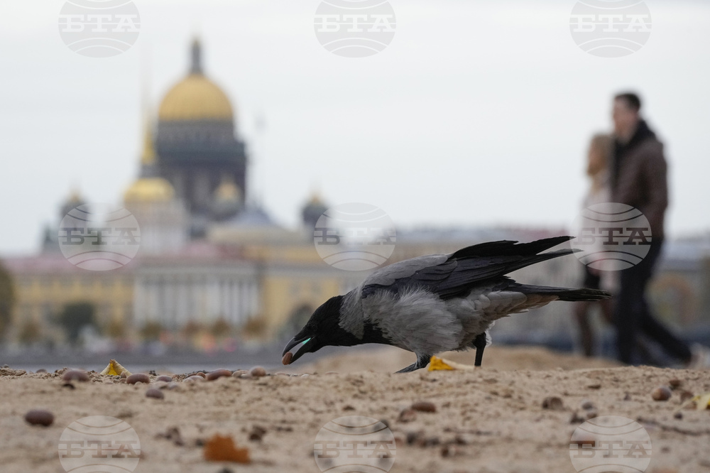 Враните могат да фокусират вниманието си като хората