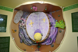 Пловдив - Регионален природонаучен музей - зала „Микросвят"