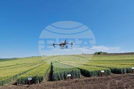 Лозница - Ден на пшеницата - зърнопроизводител - демонстрация