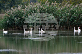 Село Лиси връх - лебеди - язовир