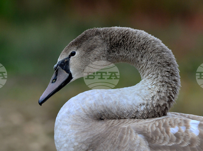 Село Лиси връх - лебеди - язовир