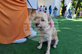 Разград - празник - Забавен ден с моя домашен любимец