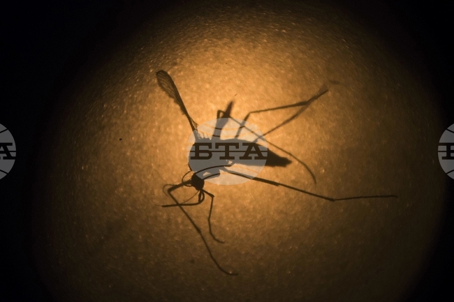 Учени черпят вдъхновение от комарите в търсене на нови начини за прогнозиране на природни бедствия