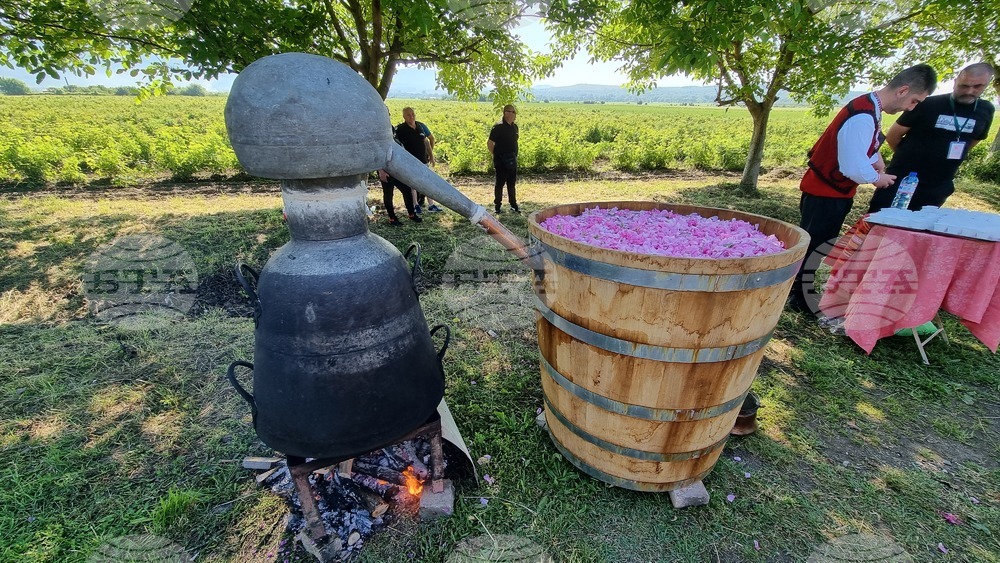 Thousands of Guests from Bulgaria and Abroad Watch Rose Picking Ritual near Kazanlak
