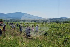 Казанлък - „Розобер“ - празник